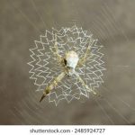 菠菜论坛吧时令蔬菜种植技巧与论坛热议话题 bn28s7h